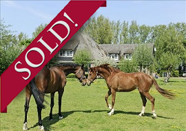 dutch horses facilities